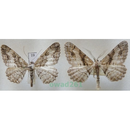 Alcis deversata (Staudinger, 1892) pair Czech19